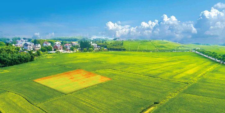 中国研究人员用玉米芯生产近红外透明滤光片 适合先进成像应用